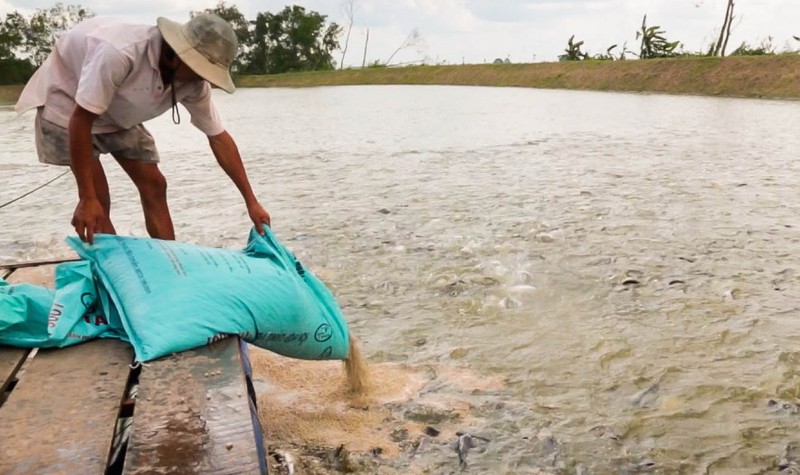 Thức ăn thủy sản và yêu cầu chứng nhận sản phẩm hợp quy
